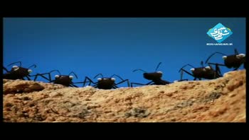 انیمیشن مورچه ها